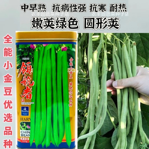 沭阳县领航者四季豆种子全能小金豆芸豆种子抗病抗寒耐热中早熟菜豆种子