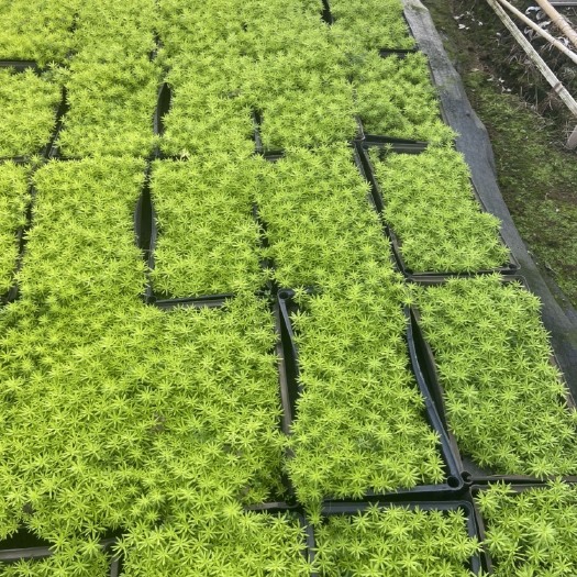 佛山佛甲草