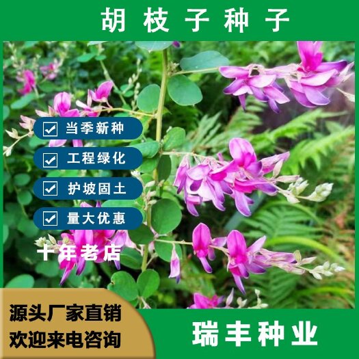 胡枝子种子 截叶胡枝子 二色胡胡枝子 护坡多年生绿化固土草籽