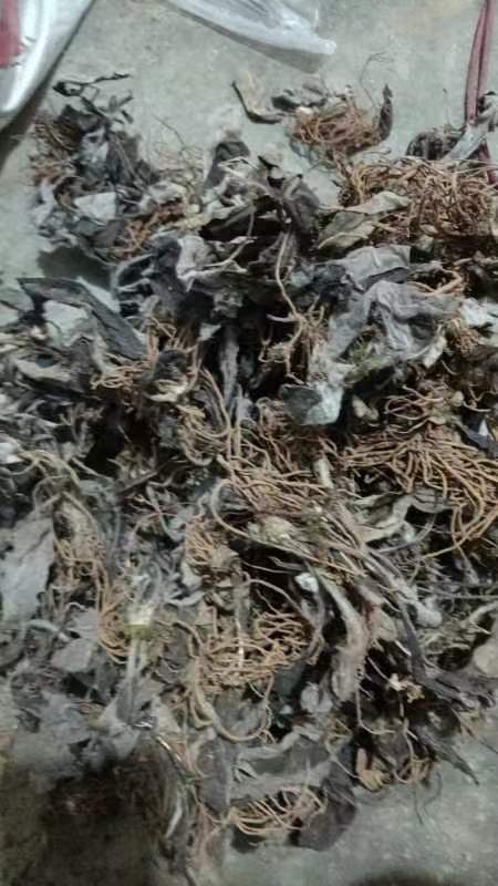 关岭县兔耳风