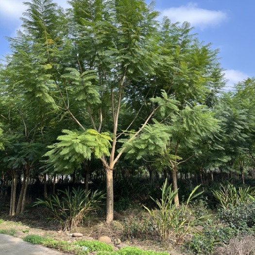 蓝花楹