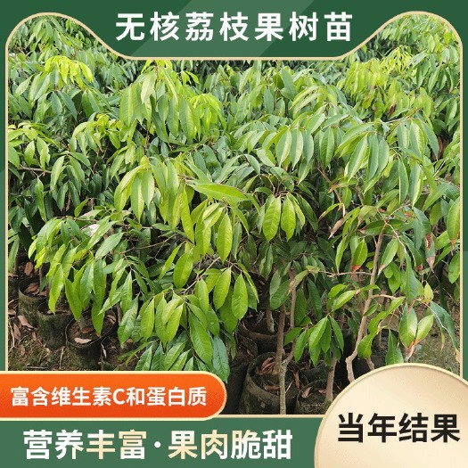 南宁电商代发一件代发妃子笑荔枝苗
