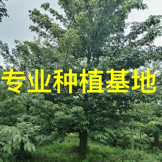 漳州福建美丽异木棉批发 大腹木棉价格 控根器美丽异木棉价格美人树