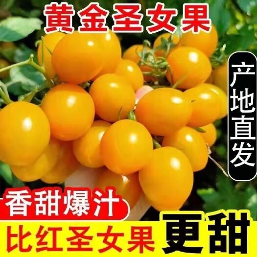 漳浦县圣女果黄色小番茄新鲜小西红柿