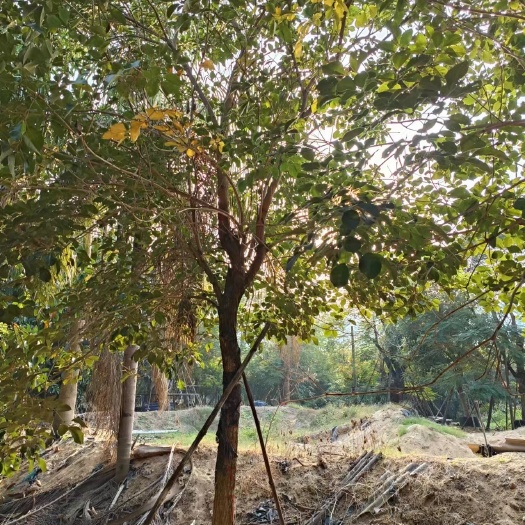 漳州少花黄花风铃木价格批发基地福建黄花风铃木一手货源广东黄花风铃