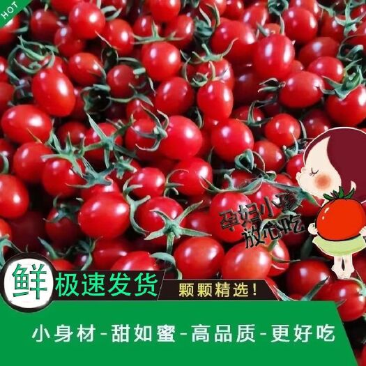 漳浦县圣女果 千禧红圣女果小番茄新鲜小西红柿