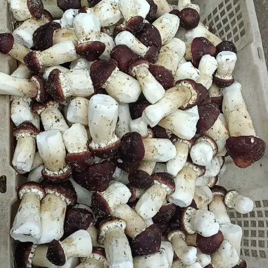 宁化县赤松茸 皱环盖菇 自有基地 每天现采现发