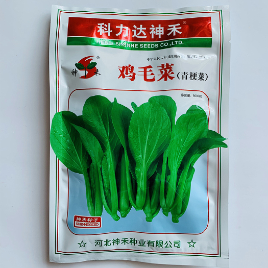 沭阳县上海青种子包邮鸡毛菜种子基地专用优质新种子小白菜种子大田用种