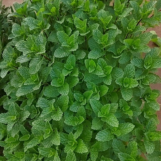 昆明薄荷苗产量高，抗病性强，全年适合种植