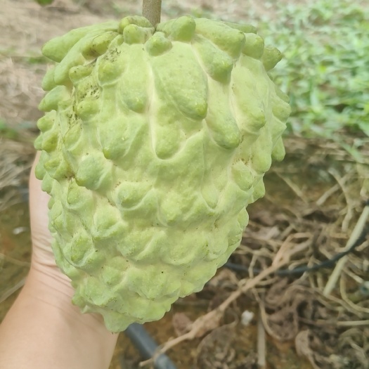 开平市牛奶释迦果