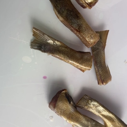 白鲢鱼尾