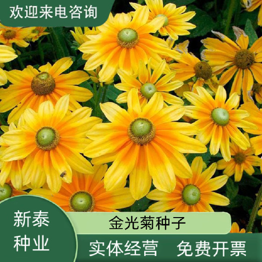 金光菊种子黄金菊种子永生菊种子多年生草花种子四季易活花卉