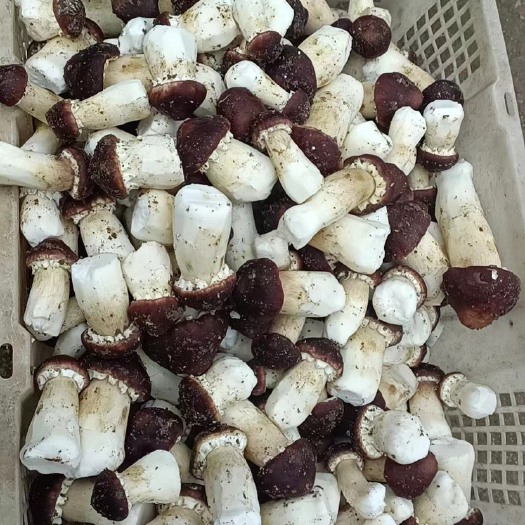 三明赤松茸 皱环盖菇 酒红球盖菇