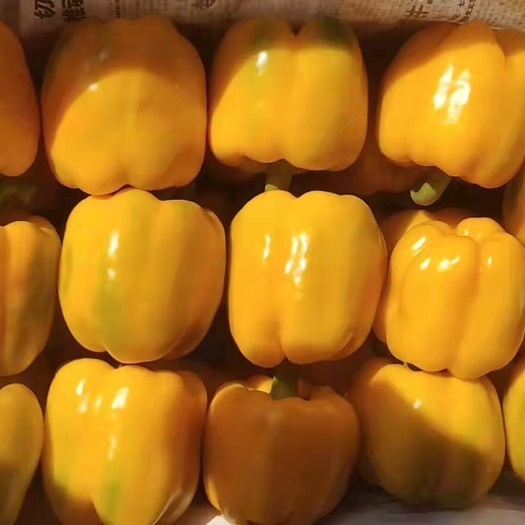 寿光市彩椒，甜椒，外贸出口，产地直供