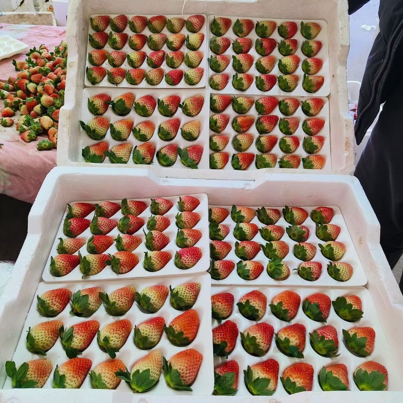 露天草莓