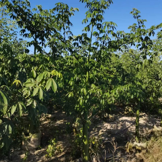 揭阳大腹木棉