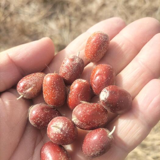 昆玉市沙枣