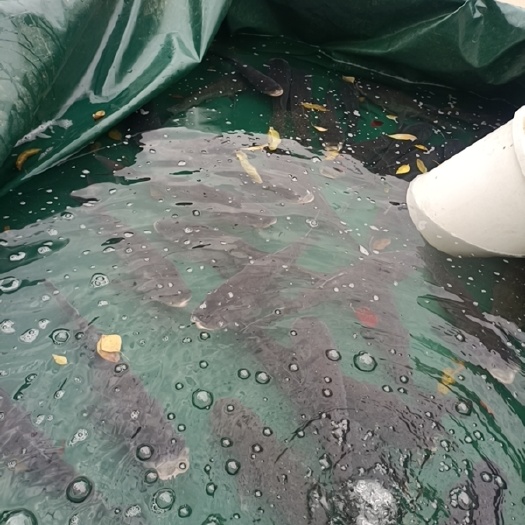 江华县活水淡水鱼，主要四大家鱼及黑鱼、青鱼、鲫鱼