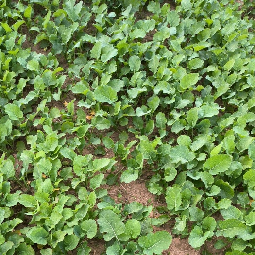 大冶市油菜苗、绿化工程苗、基地直供、量大从优、质量保证，免费发样品