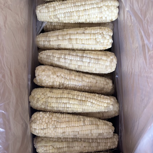 辉县市冷冻玉米彩糯玉米白糯玉米整箱批发零售