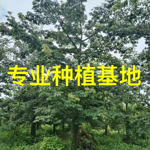 漳州福建漳州大腹木棉基地批发 移栽美丽异木棉价格 美人树供应