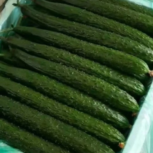 合浦县精品黄瓜 上市
