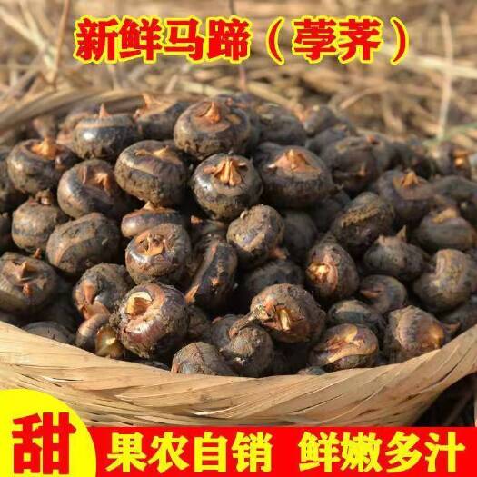 湖北沙洋荸荠马蹄