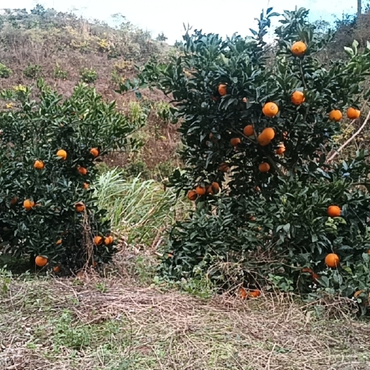石城县江西赣南脐橙