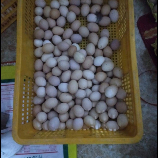 自家散养的鸡吃玉米米糠下的土鸡蛋，