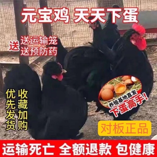 苏州元宝鸡活苗纯种小体小鸡一对活物小体型幼崽矮脚鸡迷你正品包邮