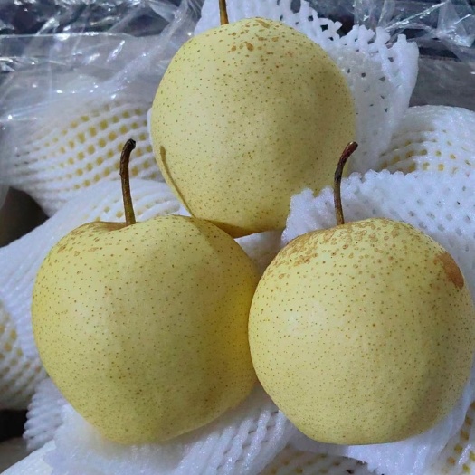 赵县雪花梨