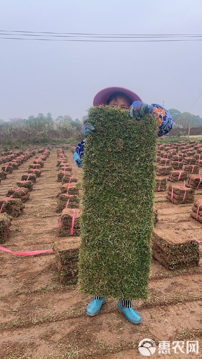 青草块，草卷