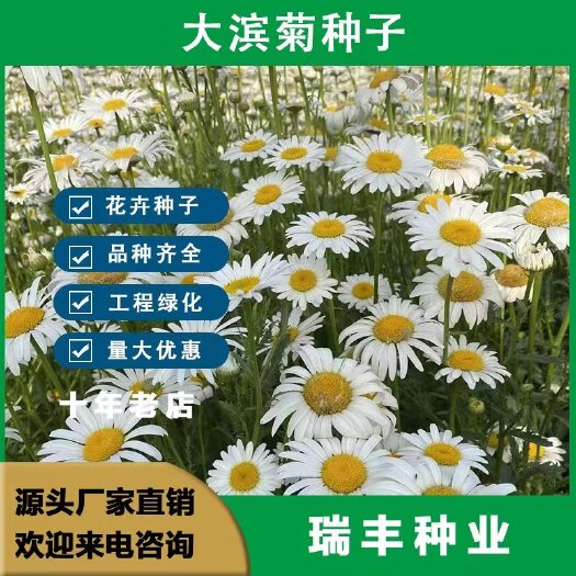 东海县大滨菊种子易种西洋大白菊庭院花籽切花阳台室内外春秋播种子花卉