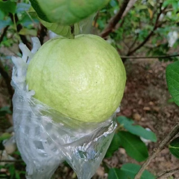 水果芭乐果应季水果当季番石榴新鲜白心芭乐现摘现发番石榴批发