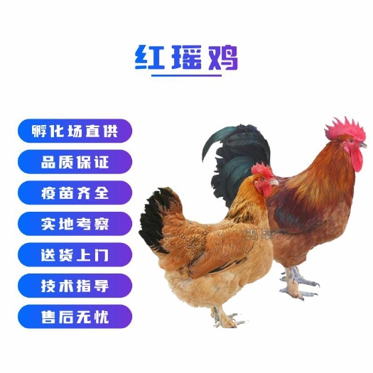 广州瑶鸡 红瑶鸡苗 红瑶母鸡出壳苗
