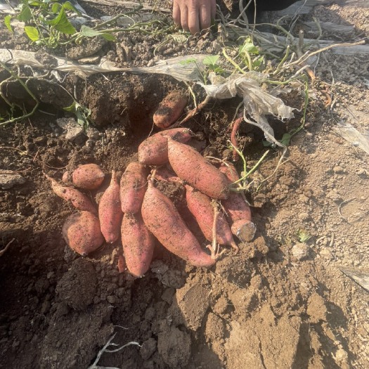 鹿邑县万亩红薯基地直供 产地直发 各种规格 品种齐欢迎采购咨询