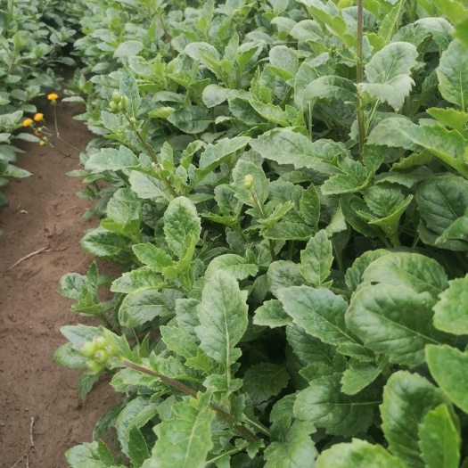 片仔癀草新鲜片仔癀草炸果汁水果店长期供应果汁店白凤菜甘蔗汁
