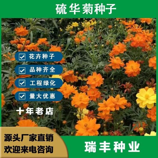 硫华菊种子 庭院花种子耐贫瘠室外景观硫华菊花种子硫化菊种子