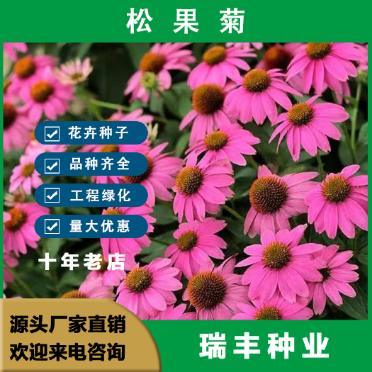 东海县松果菊种子花种籽子四季播种开花易活花籽室内外阳台庭院盆栽花籽