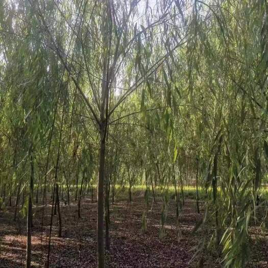 南京柳树，12公分14公分柳树价格，金丝柳