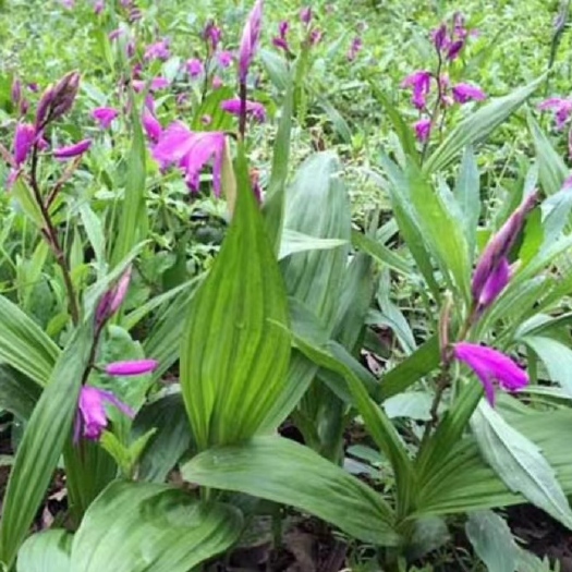 都江堰市紫花白芨种苗三叉大白芨中药材种苗