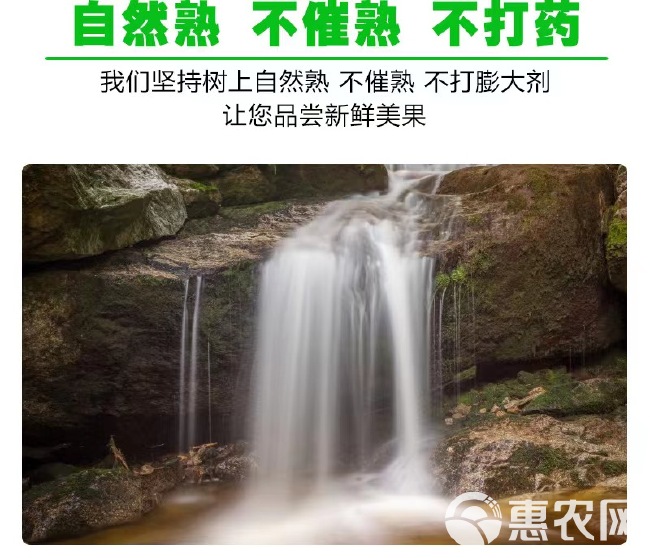 水果芭乐果应季水果当季番石榴新鲜白心芭乐现摘现发番石榴批发