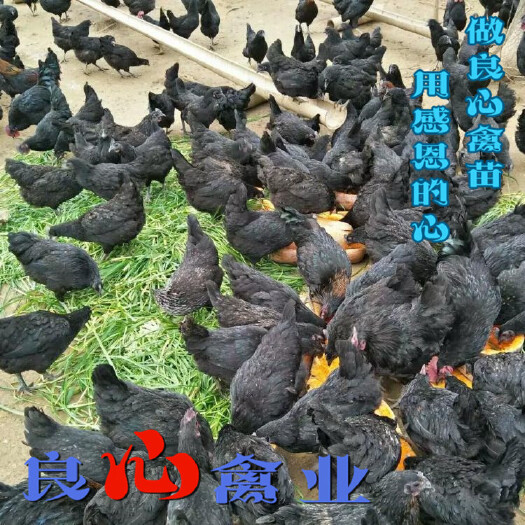 出售五黑绿壳蛋鸡苗黑乌鸡苗山地放养土鸡苗小脚鸡黄鸡基地直卖