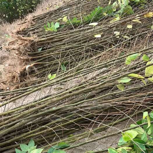 武汉2年朴树小苗，一手货源，批发价格，货源充足。