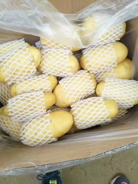 莒县【力推】山东优质荷兰十五土豆大量供应保质保量