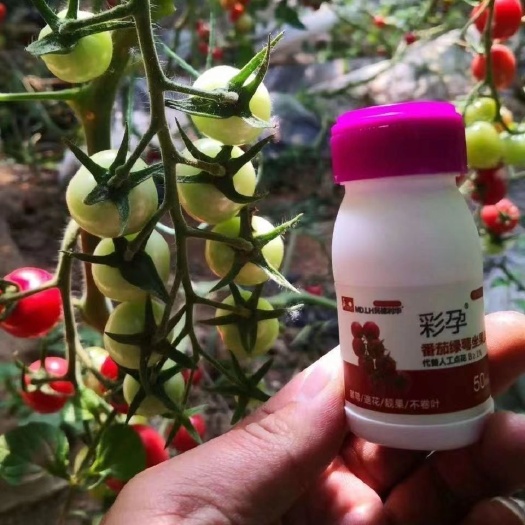 彩孕番茄专用免点花坐果灵西红柿圣女果专用喷花药授粉保花保果灵