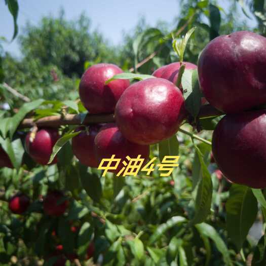 经典老品种中油4号
