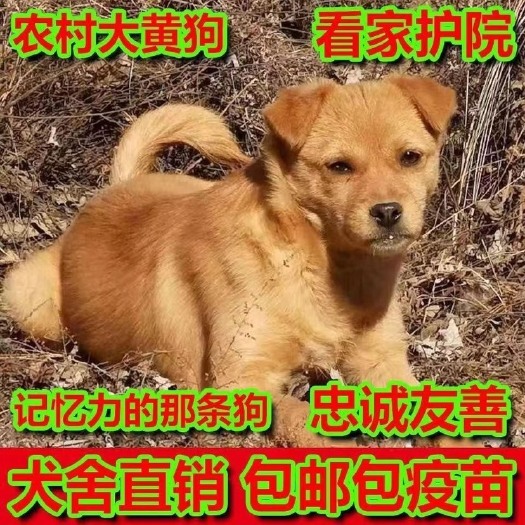 临城县中华田园犬纯种土狗看家护院犬土狗农村十块钱土狗活体便宜