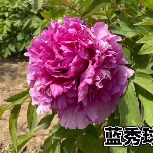 郓城县丛生牡丹基地牡丹价格