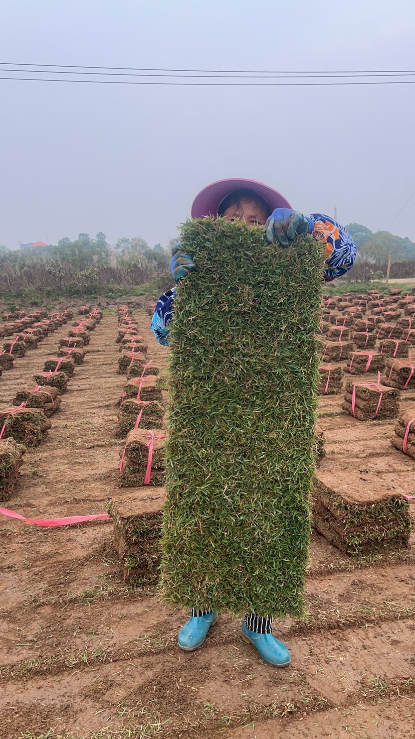 百幕大草卷，草块